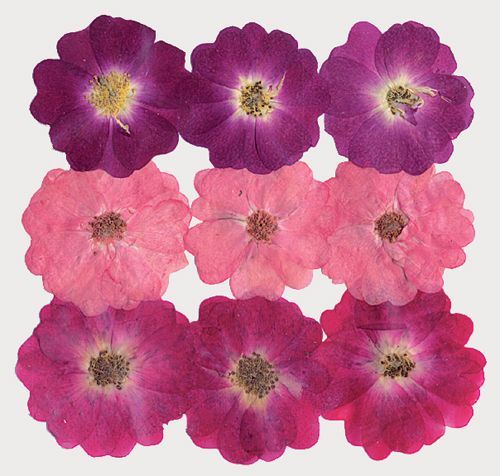 Stamperia Цветы сухие для декора,    микс розовых .CLFS12