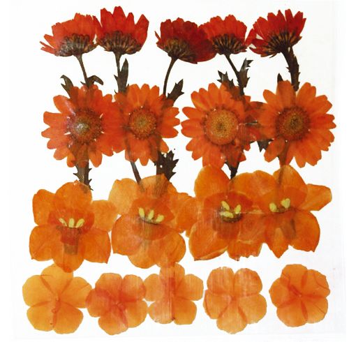 Stamperia Цветы сухие для декора,  микс оранжевых  CLFS38