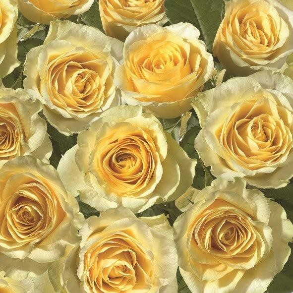 Daisy Салфетка 3-х слойная SDOG 0110 01 Жёлтые розы