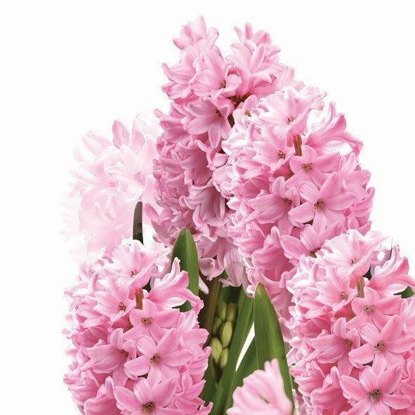 Maki Салфетка 3-х слойная SLWI 0053 01 Весенние цветы