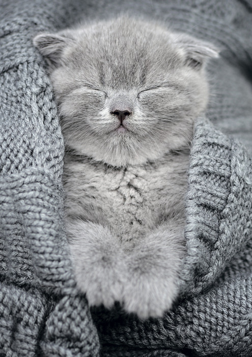 Фрея  Пазл 500 элемент. PZL-500/27 Комочек тепла