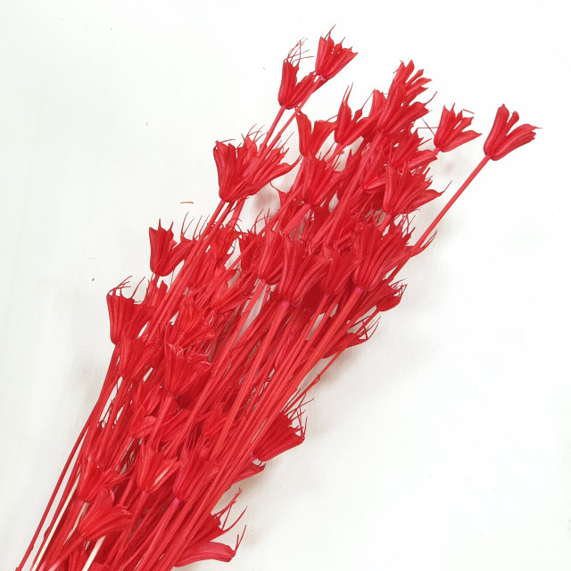 Сухоцветы букет "Нигелла" окрашенный, цв.красный