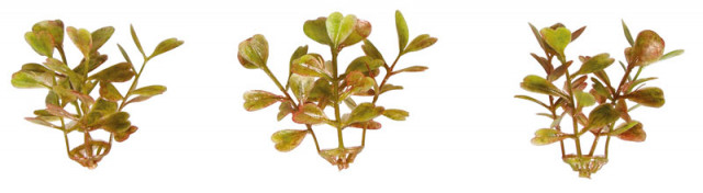 Rayher Декоративные цветы "Мини суккулент", 4,5 см, 12 шт, светло-зеленый 55735000